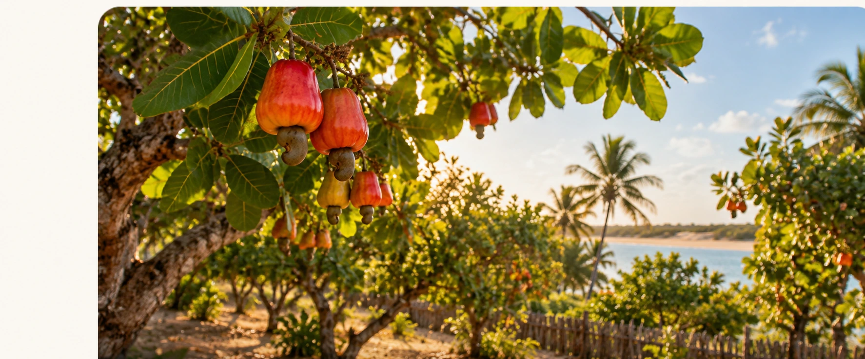 Imagem editorial de cajueiro com frutos em paisagem litorânea