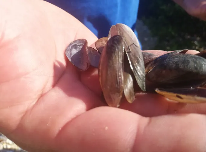 Conchas maiores observadas na mão