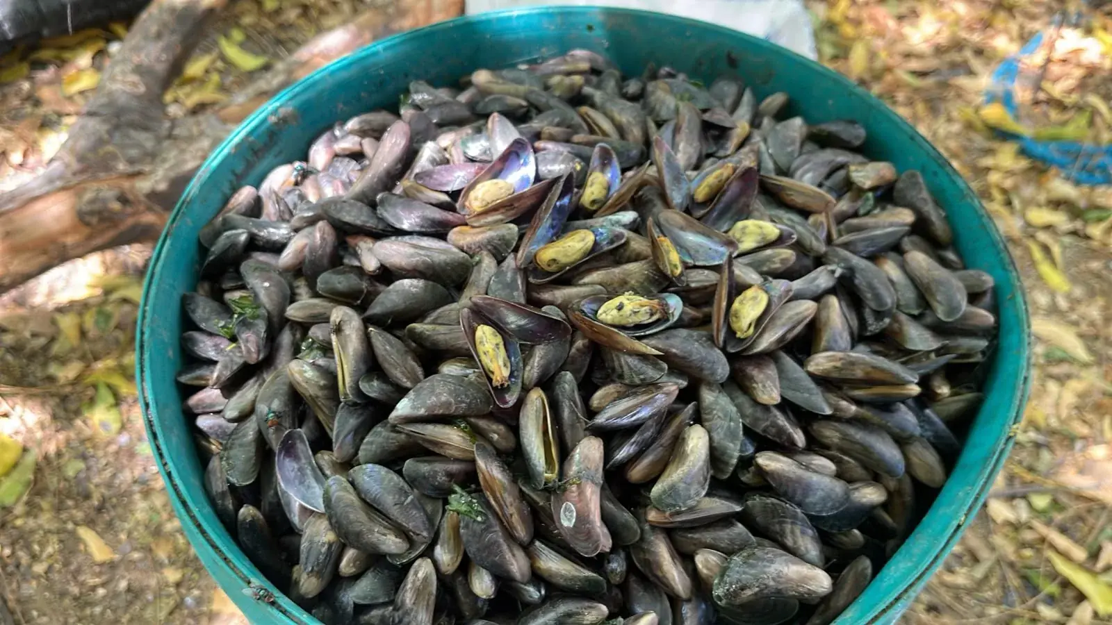Sururu beneficiado em bacia verde, fotografia de Vagner da Costa Teobaldo