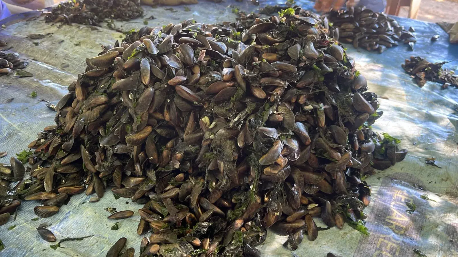 Sururu recém-reunido, com algas e conchas no registro de campo.